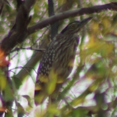 Nycticorax caledonicus at Jerangle, NSW - 17 Dec 2023