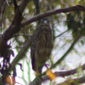 Nycticorax caledonicus at Jerangle, NSW - 17 Dec 2023