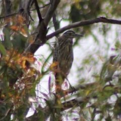 Nycticorax caledonicus at Jerangle, NSW - 17 Dec 2023