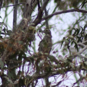 Nycticorax caledonicus at Jerangle, NSW - 17 Dec 2023