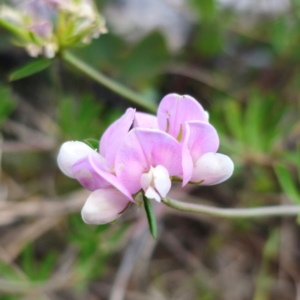 Lotus australis at Jerangle, NSW - 17 Dec 2023