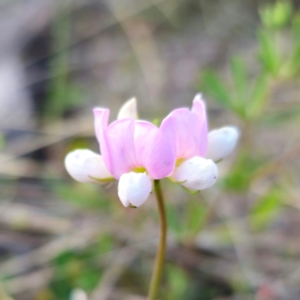 Lotus australis at Jerangle, NSW - 17 Dec 2023