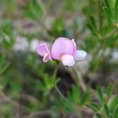 Lotus australis at Jerangle, NSW - 17 Dec 2023