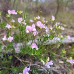 Lotus australis at Jerangle, NSW - 17 Dec 2023