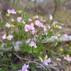 Lotus australis at Jerangle, NSW - 17 Dec 2023