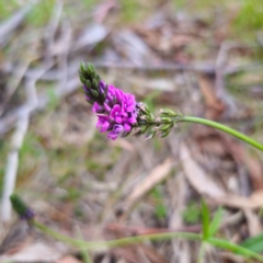 Cullen microcephalum (Dusky Scurf-pea) at Jerangle, NSW - 17 Dec 2023 by Csteele4