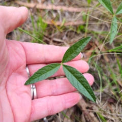 Cullen microcephalum at Jerangle, NSW - 17 Dec 2023