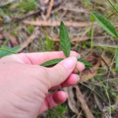 Cullen microcephalum at Jerangle, NSW - 17 Dec 2023