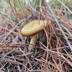 Suillus granulatus (Weeping Bolete) at Jerangle, NSW - 17 Dec 2023 by Csteele4