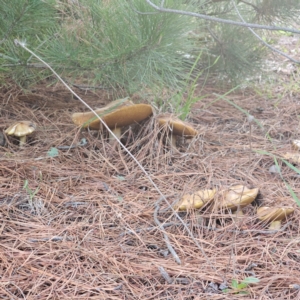 Suillus granulatus at Jerangle, NSW - 17 Dec 2023 07:41 PM