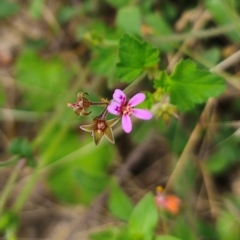 Pelargonium inodorum (Kopata) at Jerangle, NSW - 17 Dec 2023 by Csteele4