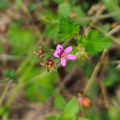 Pelargonium inodorum (Kopata) at Jerangle, NSW - 17 Dec 2023 by Csteele4