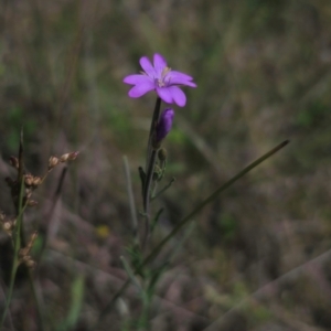 Epilobium billardiereanum at Jerangle, NSW - 17 Dec 2023