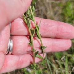 Epilobium billardiereanum at Jerangle, NSW - 17 Dec 2023