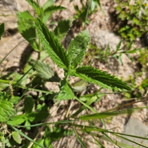 Verbena incompta at Jerangle, NSW - 17 Dec 2023