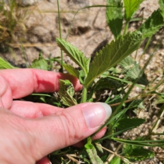 Verbena incompta at Jerangle, NSW - 17 Dec 2023 04:13 PM