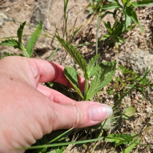 Verbena incompta at Jerangle, NSW - 17 Dec 2023