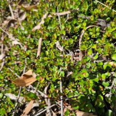 Muehlenbeckia axillaris (Matted Lignum) at Jerangle, NSW - 17 Dec 2023 by Csteele4