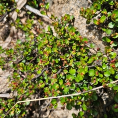 Muehlenbeckia axillaris at Jerangle, NSW - 17 Dec 2023