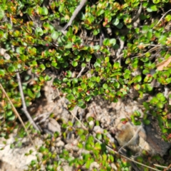 Muehlenbeckia axillaris at Jerangle, NSW - 17 Dec 2023 04:02 PM