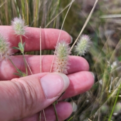 Trifolium arvense (Haresfoot Clover) at Jerangle, NSW - 17 Dec 2023 by Csteele4