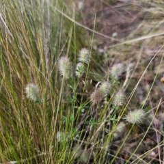 Trifolium arvense at Jerangle, NSW - 17 Dec 2023