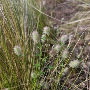Trifolium arvense at Jerangle, NSW - 17 Dec 2023