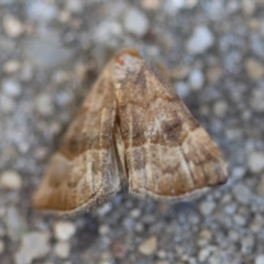 Meranda susialis (Three-lined Snout) at Hughes, ACT - 17 Dec 2023 by LisaH