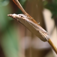 Faveria tritalis (Couchgrass Webworm) at Hughes, ACT - 17 Dec 2023 by LisaH