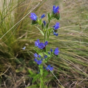 Echium vulgare at Jerangle, NSW - 17 Dec 2023 03:36 PM