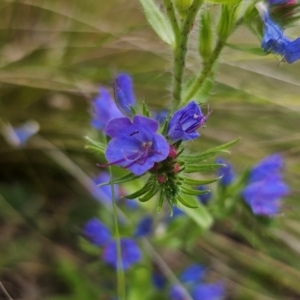 Echium vulgare at Jerangle, NSW - 17 Dec 2023 03:36 PM