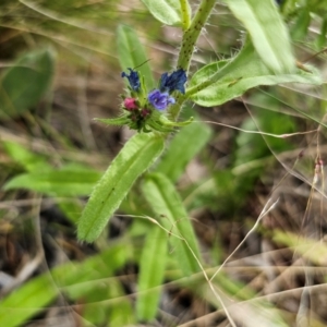 Echium vulgare at Jerangle, NSW - 17 Dec 2023