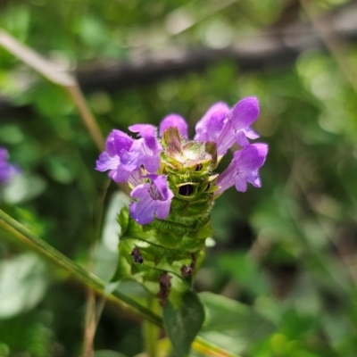 Prunella vulgaris (Self-heal, Heal All) at Jerangle, NSW - 17 Dec 2023 by Csteele4