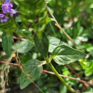 Prunella vulgaris at Jerangle, NSW - 17 Dec 2023