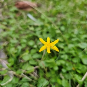 Hypoxis hygrometrica var. hygrometrica at Jerangle, NSW - 17 Dec 2023 07:26 PM