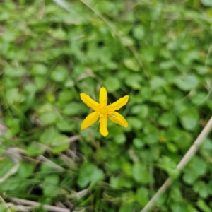 Hypoxis hygrometrica var. hygrometrica at Jerangle, NSW - 17 Dec 2023 07:26 PM