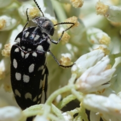 Mordella dumbrelli (Dumbrell's Pintail Beetle) at Hughes, ACT - 17 Dec 2023 by LisaH