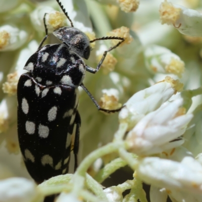 Mordella dumbrelli (Dumbrell's Pintail Beetle) at Hughes Grassy Woodland - 17 Dec 2023 by LisaH