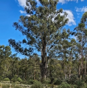 Eucalyptus viminalis at Jerangle, NSW - 17 Dec 2023