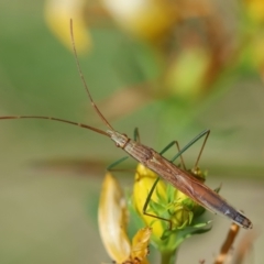 Mutusca brevicornis (A broad-headed bug) at Hughes, ACT - 17 Dec 2023 by LisaH