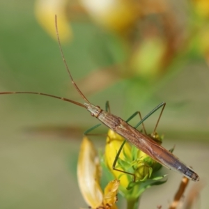 Mutusca brevicornis at Hughes Grassy Woodland - 17 Dec 2023