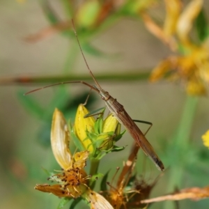 Mutusca brevicornis at Hughes Grassy Woodland - 17 Dec 2023