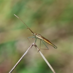 Mutusca brevicornis at Hughes Grassy Woodland - 17 Dec 2023