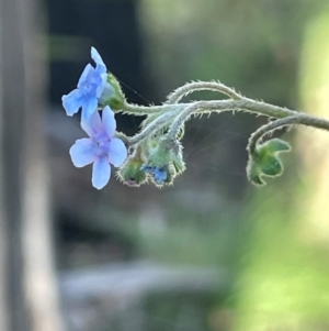 Cynoglossum australe at Gibraltar Pines - 17 Dec 2023 05:19 PM