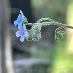 Cynoglossum australe (Australian Forget-me-not) at Gibraltar Pines - 17 Dec 2023 by JaneR