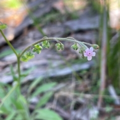 Cynoglossum australe at Gibraltar Pines - 17 Dec 2023 05:19 PM