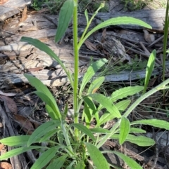 Cynoglossum australe at Gibraltar Pines - 17 Dec 2023