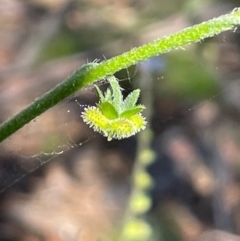 Cynoglossum australe at Gibraltar Pines - 17 Dec 2023 05:19 PM