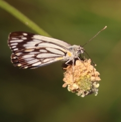 Belenois java (Caper White) at Red Hill to Yarralumla Creek - 17 Dec 2023 by LisaH