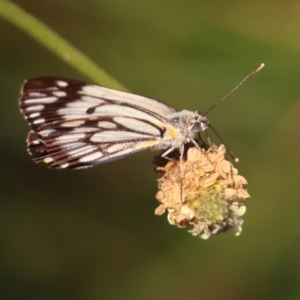 Belenois java at Hughes Grassy Woodland - 17 Dec 2023